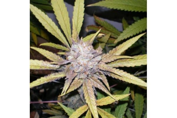 Melon Gum (Dr. Underground) Feminiserede Melon Gum (Dr. Underground) Feminiserede