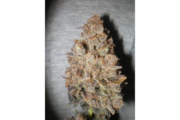 Melon Gum (Dr. Underground) Feminiserede