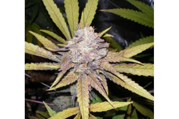 Melon Gum (Dr. Underground) Feminiserede Melon Gum (Dr. Underground) Feminiserede