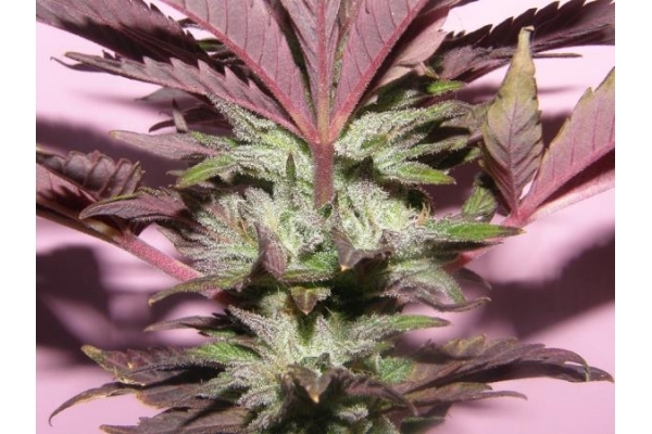 Melon Gum (Dr. Underground) Feminiserede