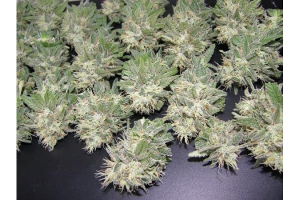 PainKiller (Dr. Underground) Feminiserede