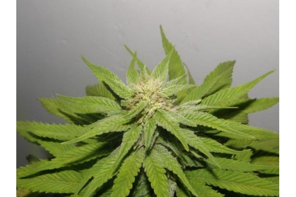 PainKiller (Dr. Underground) Feminiserede