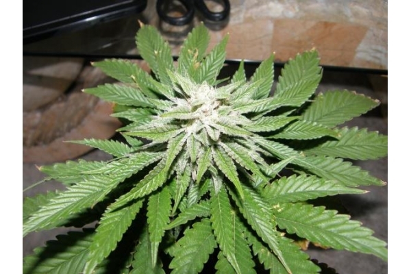 PainKiller (Dr. Underground) Feminiserede