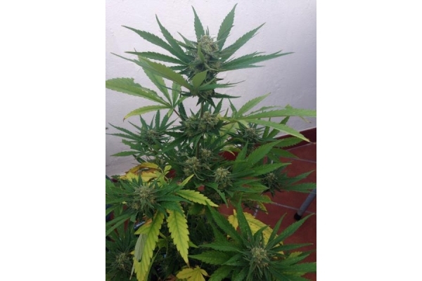 PainKiller (Dr. Underground) Feminiserede