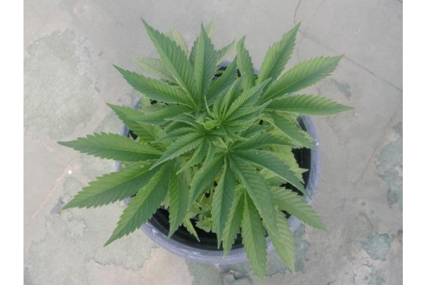 PainKiller (Dr. Underground) Feminiserede