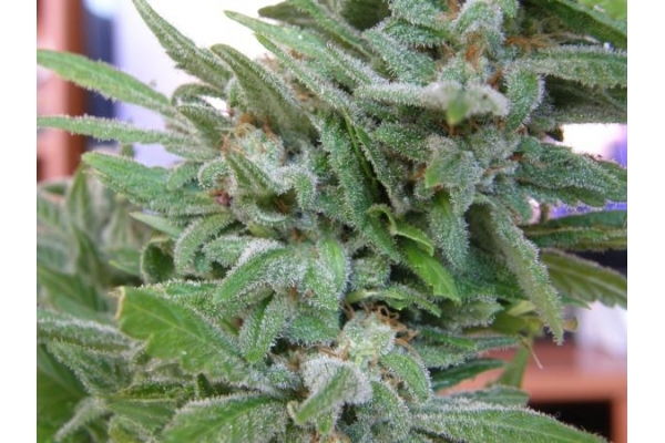 Brooklyn Mango (Dr. Underground) Feminiserede