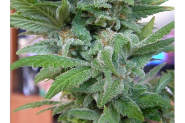 Brooklyn Mango (Dr. Underground) Feminiserede