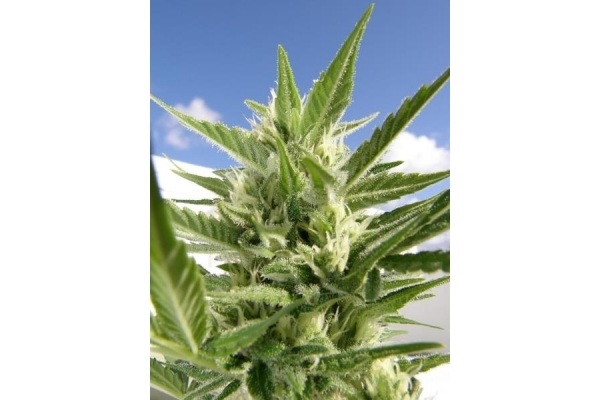 King Kong (Dr. Underground) Feminiserede