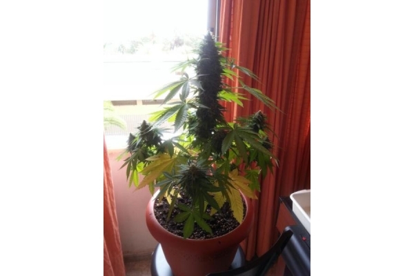 Auto Melon Gum (Dr. Underground) Feminiserede