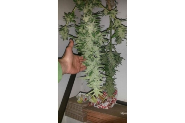 Auto Melon Gum (Dr. Underground) Feminiserede
