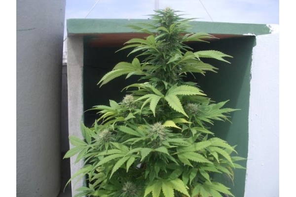 Auto Melon Gum (Dr. Underground) Feminiserede