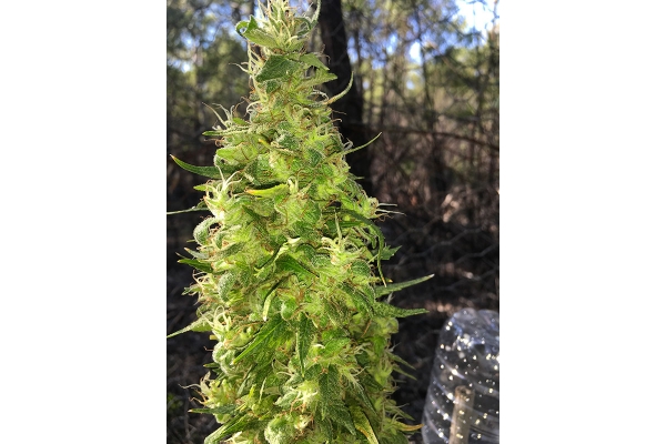 OG Kush (Silent Seeds) Feminiserede OG Kush (Silent Seeds) Feminiserede