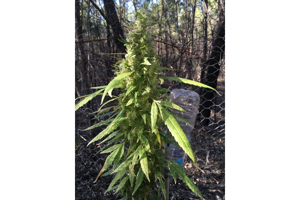 OG Kush (Silent Seeds) Feminiserede OG Kush (Silent Seeds) Feminiserede