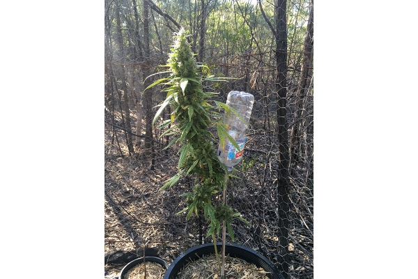 OG Kush (Silent Seeds) Feminiserede OG Kush (Silent Seeds) Feminiserede