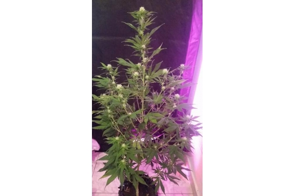 OG Kush (Silent Seeds) Feminiserede OG Kush (Silent Seeds) Feminiserede