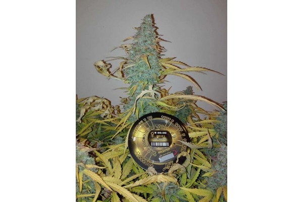King's Kush Autoflowering (Greenhouse Seeds) Feminiserede King's Kush Autoflowering (Greenhouse Seeds) Feminiserede