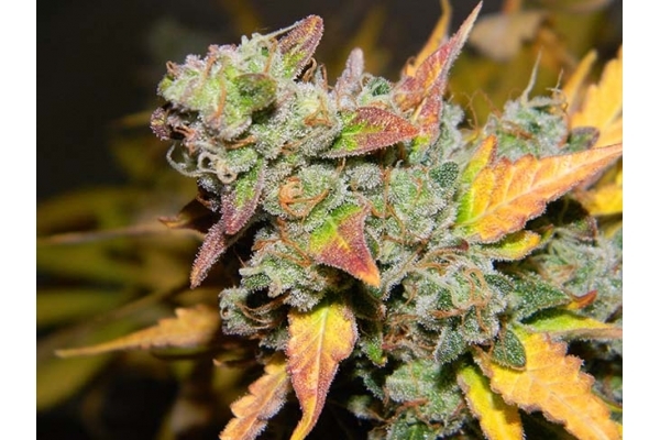 King's Kush Autoflowering (Greenhouse Seeds) Feminiserede King's Kush Autoflowering (Greenhouse Seeds) Feminiserede
