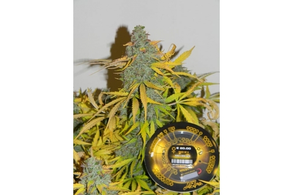 King's Kush Autoflowering (Greenhouse Seeds) Feminiserede King's Kush Autoflowering (Greenhouse Seeds) Feminiserede