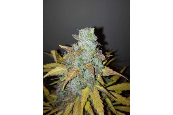 King's Kush Autoflowering (Greenhouse Seeds) Feminiserede King's Kush Autoflowering (Greenhouse Seeds) Feminiserede