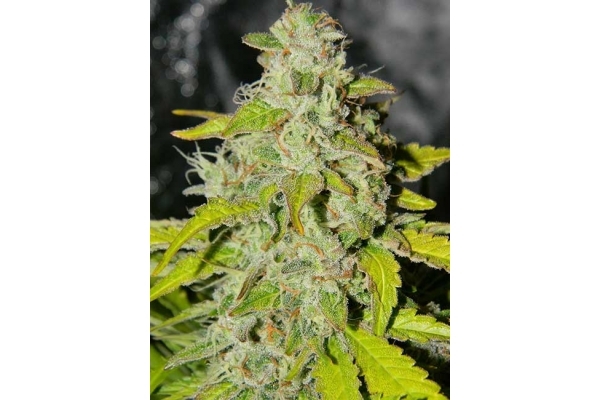 King's Kush Autoflowering (Greenhouse Seeds) Feminiserede King's Kush Autoflowering (Greenhouse Seeds) Feminiserede