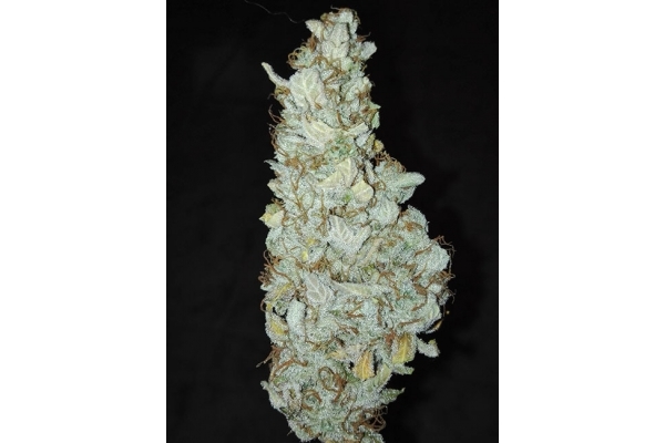 King's Kush Autoflowering (Greenhouse Seeds) Feminiserede King's Kush Autoflowering (Greenhouse Seeds) Feminiserede