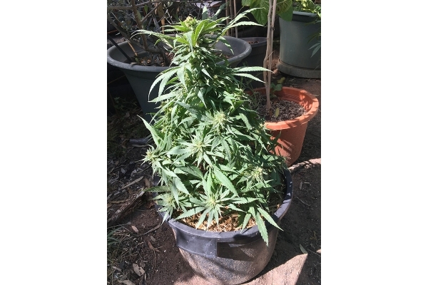 Black Dream (Eva Seeds) Feminiserede Black Dream (Eva Seeds) Feminiserede