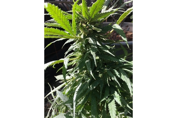 Black Dream (Eva Seeds) Feminiserede Black Dream (Eva Seeds) Feminiserede