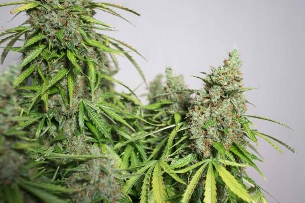 Auto Mazar (Dutch Passion) Feminiserede Auto Mazar (Dutch Passion) Feminiserede