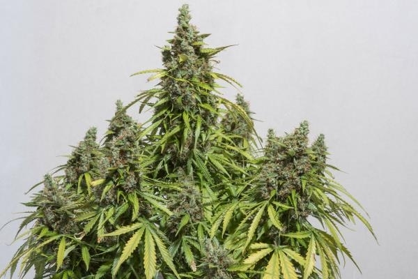 Auto Mazar (Dutch Passion) Feminiserede Auto Mazar (Dutch Passion) Feminiserede