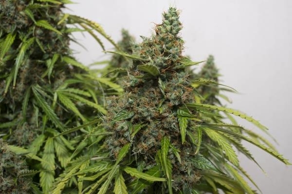 Auto Mazar (Dutch Passion) Feminiserede Auto Mazar (Dutch Passion) Feminiserede