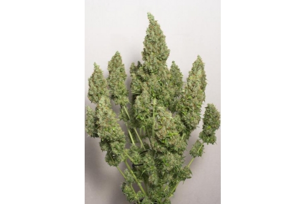 Auto Mazar (Dutch Passion) Feminiserede Auto Mazar (Dutch Passion) Feminiserede