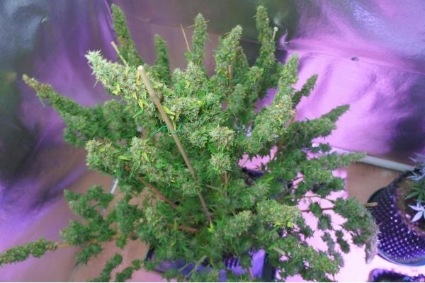 Auto Mazar (Dutch Passion) Feminiserede