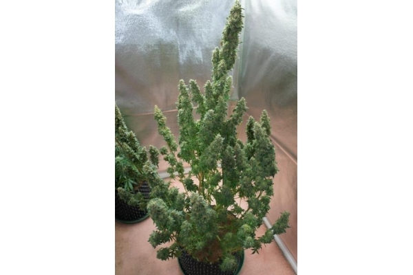Auto Mazar (Dutch Passion) Feminiserede