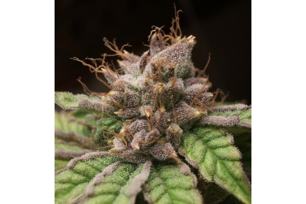 Blueberry (Dutch Passion) Feminiserede Blueberry (Dutch Passion) Feminiserede