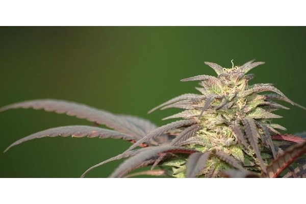 Blueberry (Dutch Passion) Feminiserede Blueberry (Dutch Passion) Feminiserede