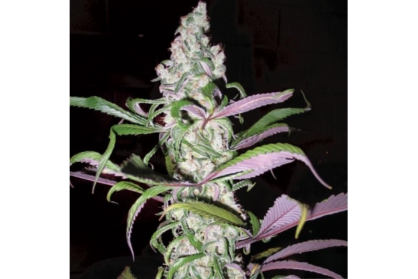 Blueberry (Dutch Passion) Feminiserede Blueberry (Dutch Passion) Feminiserede