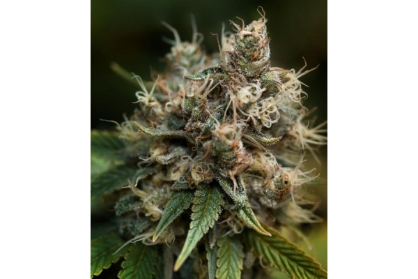 Blueberry (Dutch Passion) Feminiserede Blueberry (Dutch Passion) Feminiserede