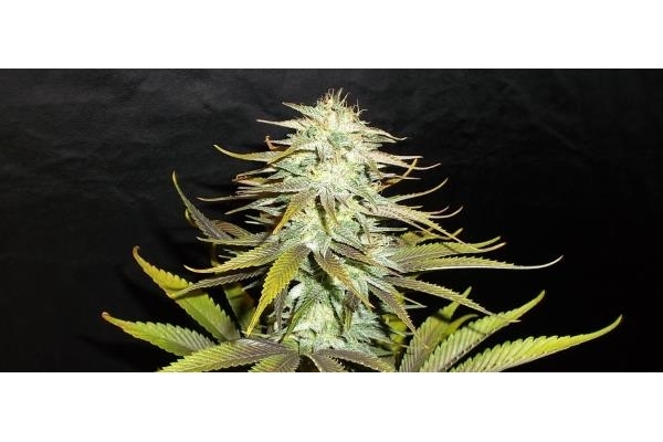 Blueberry (Dutch Passion) Feminiserede Blueberry (Dutch Passion) Feminiserede