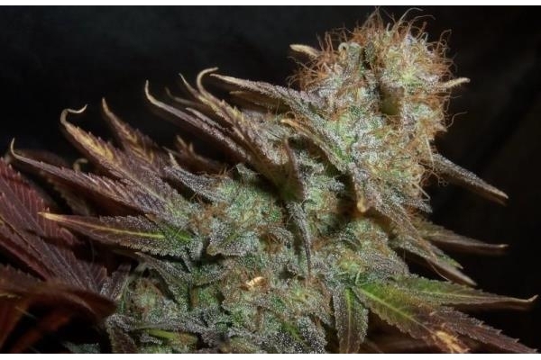Blueberry (Dutch Passion) Feminiserede Blueberry (Dutch Passion) Feminiserede