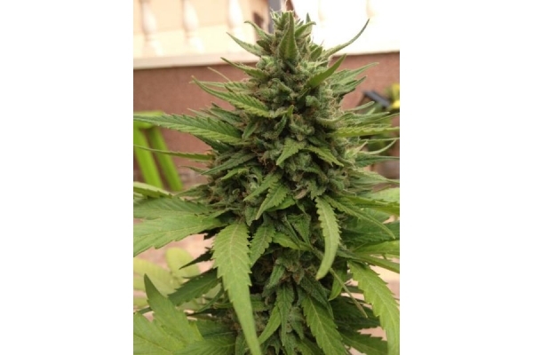 Auto Blueberry (Dutch Passion) Feminiserede Auto Blueberry (Dutch Passion) Feminiserede