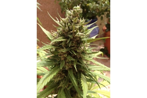 Auto Blueberry (Dutch Passion) Feminiserede Auto Blueberry (Dutch Passion) Feminiserede