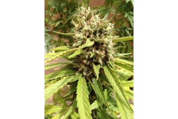 Auto Blueberry (Dutch Passion) Feminiserede Auto Blueberry (Dutch Passion) Feminiserede