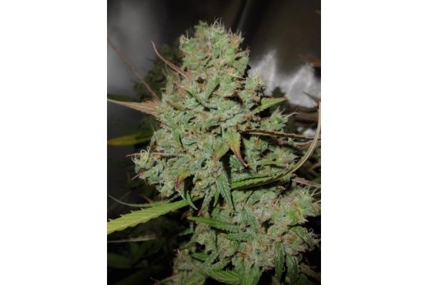 Auto Blueberry (Dutch Passion) Feminiserede Auto Blueberry (Dutch Passion) Feminiserede