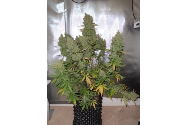 Auto Blueberry (Dutch Passion) Feminiserede Auto Blueberry (Dutch Passion) Feminiserede