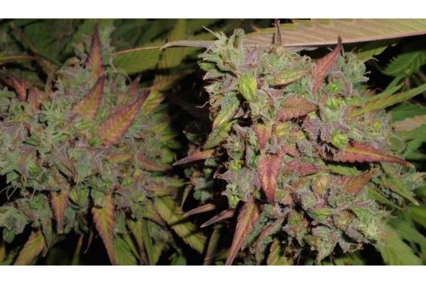 Auto Blueberry (Dutch Passion) Feminiserede Auto Blueberry (Dutch Passion) Feminiserede