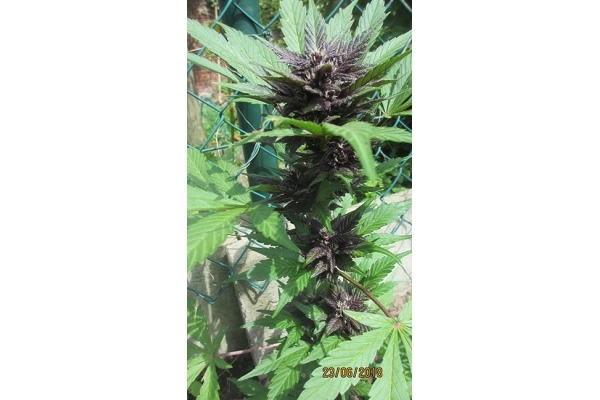 Blackberry Auto (FastBuds) Feminiserede Blackberry Auto (FastBuds) Feminiserede
