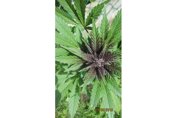 Blackberry Auto (FastBuds) Feminiserede Blackberry Auto (FastBuds) Feminiserede