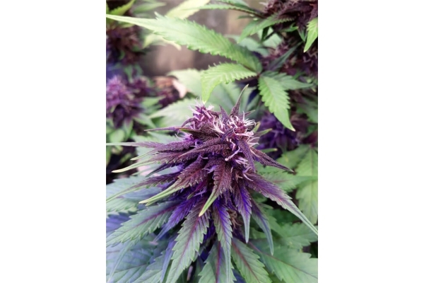 Blackberry Auto (FastBuds) Feminiserede Blackberry Auto (FastBuds) Feminiserede