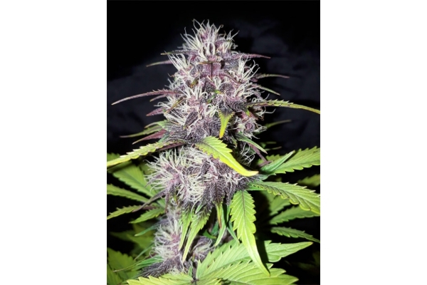 Blackberry Auto (FastBuds) Feminiserede Blackberry Auto (FastBuds) Feminiserede
