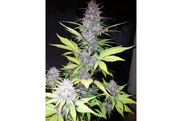 Blackberry Auto (FastBuds) Feminiserede Blackberry Auto (FastBuds) Feminiserede